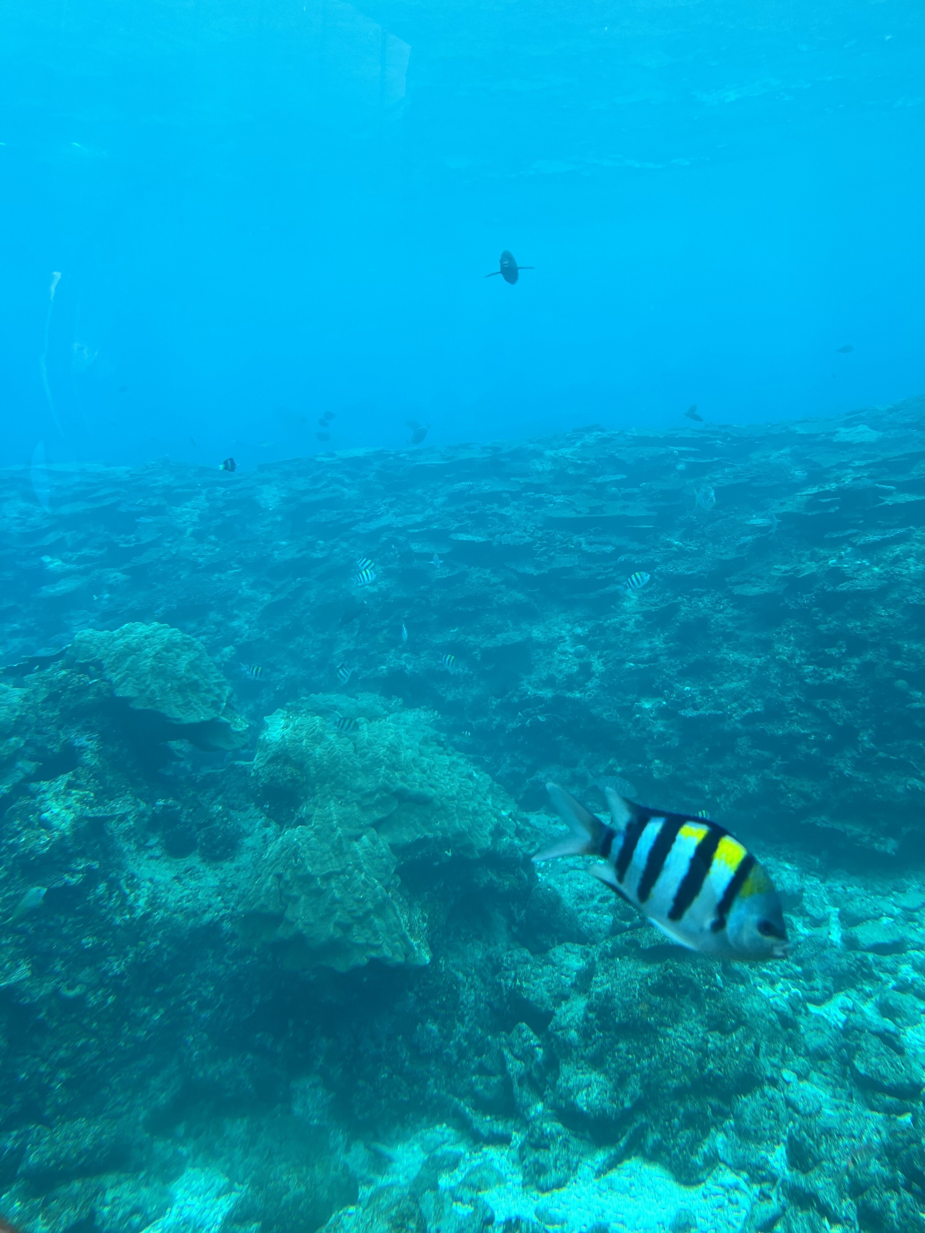 合格後は名刺上でUSCPAを名乗れる優越感や、達成感を味わうことができた。